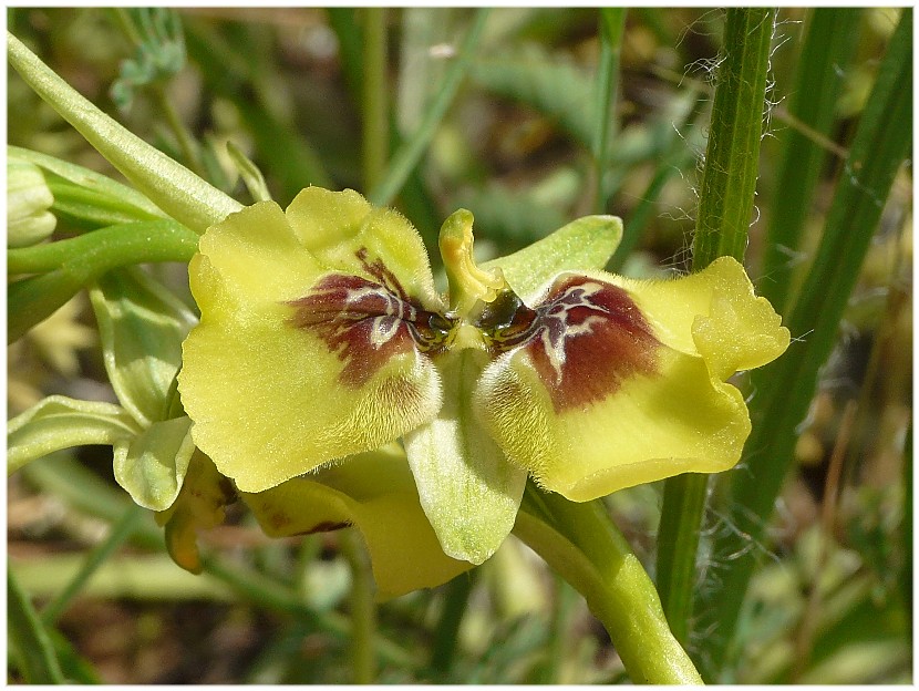 Ophrys lacaitae(con lusus)